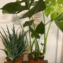 Monstera